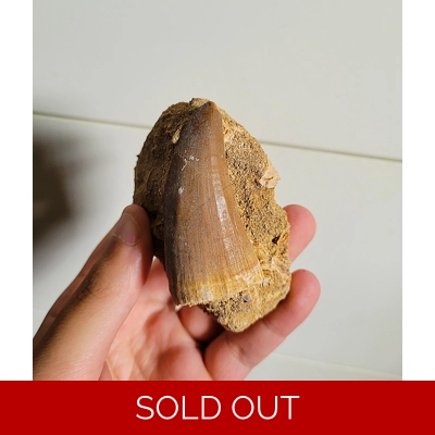 Huge Mosasaur Hoffmani Tooth Reptile Fossil